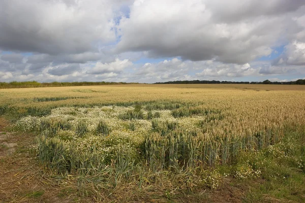 Пшеничное поле с сорняками — стоковое фото