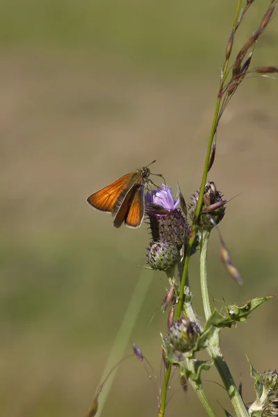 Grande skipper farfalla su un cardo — Foto Stock