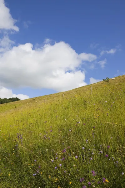 Summer wildflowers — Stock Photo, Image