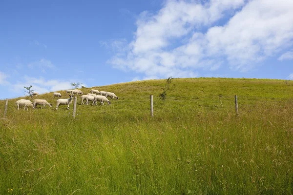 Холм с овцами — стоковое фото