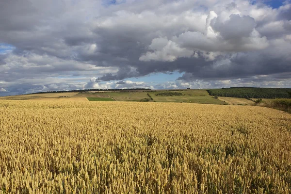 Englische Weizenfelder — Stockfoto