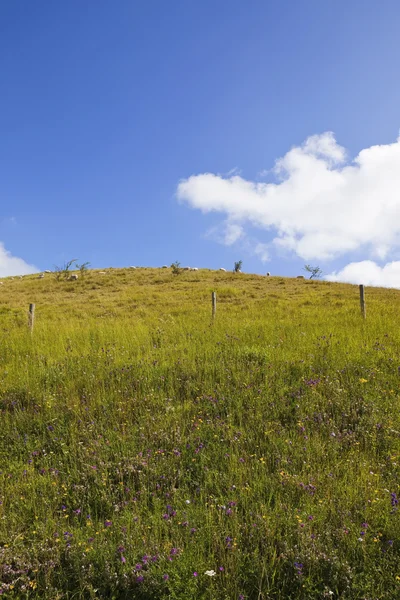 Kır çiçeği hillside — Stok fotoğraf