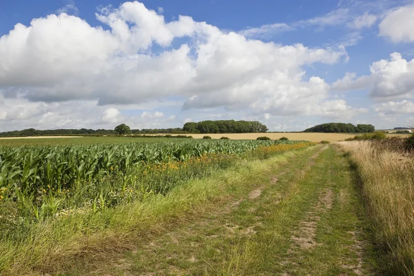 Bridleway com milho — Fotografia de Stock