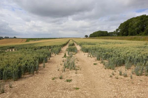 Campo di grano in estate — Foto Stock