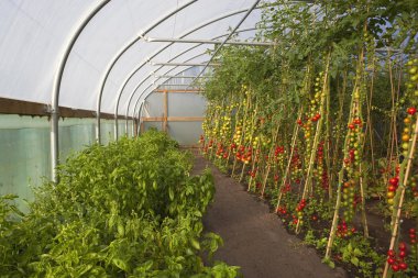 tomato crop clipart