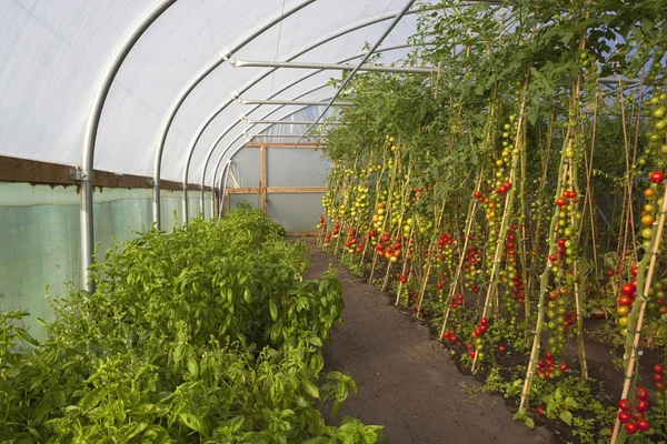 Culturas de tomate — Fotografia de Stock