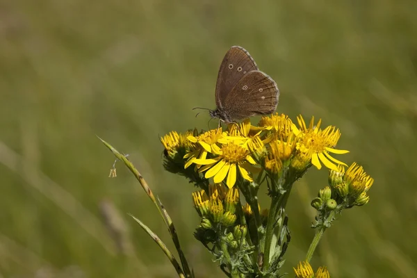 Метелик ringlet — стокове фото