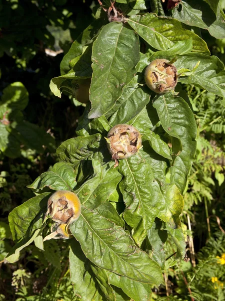 Trio de fruits du medlar — Photo