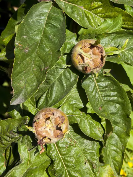 Mispelfrüchte — Stockfoto