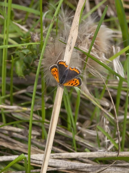 Pequeña mariposa de cobre — Foto de Stock