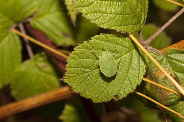 Grüner Schildkrötenkäfer — Stockfoto