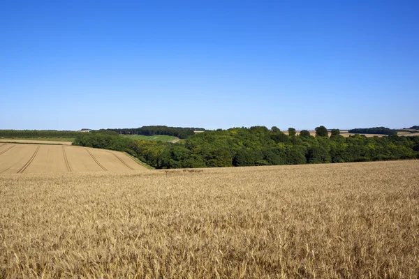 Krajobraz złotej pszenicy — Zdjęcie stockowe