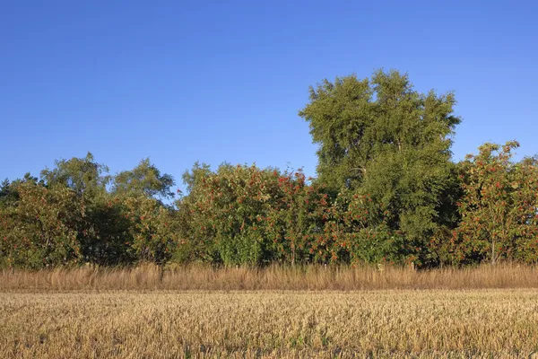 麦茬和荣恩树 — 图库照片