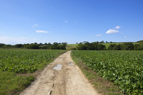 Mangold fields — Stock Photo, Image