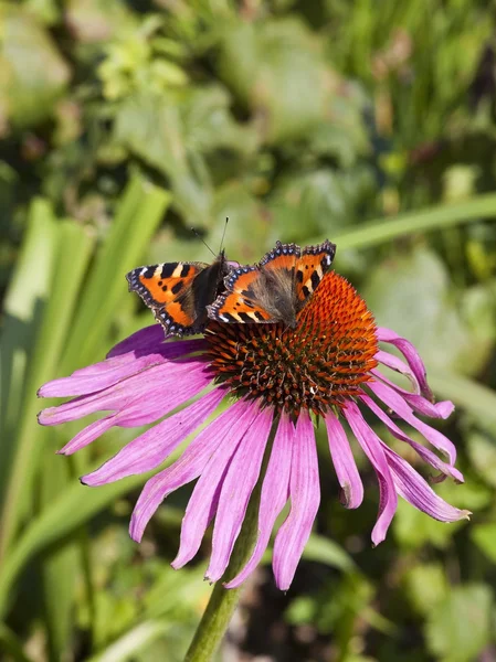 Dos pequeñas mariposas de la tortuga — Foto de Stock