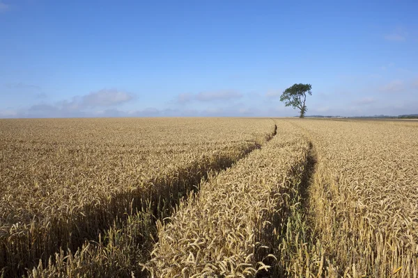 Arbre solitaire dans un champ de blé — Photo