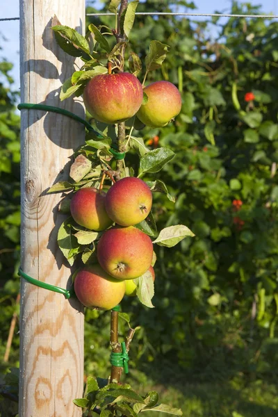 Autumn apples — Stock Photo, Image
