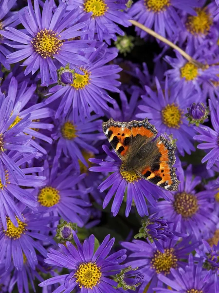 Schildkrötenschmetterling — Stockfoto