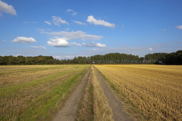 Gården spår med poppel träd — Stockfoto