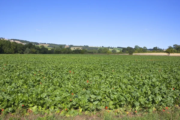 Mangold field — Stock Photo, Image