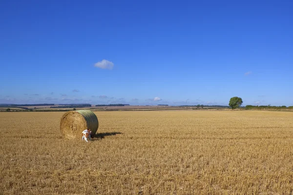 Dog in a stubble field — Stock Photo, Image