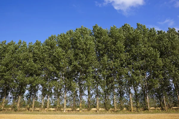 Poppel träd bakgrund — Stockfoto