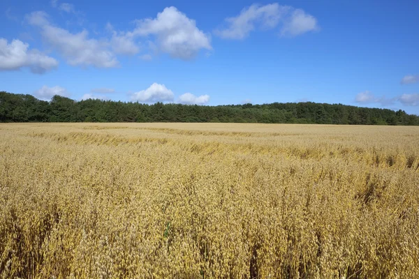 Campo de la avena — Foto de Stock