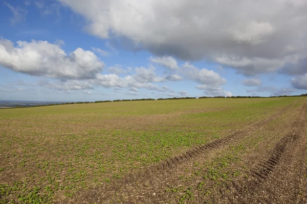 Unga raps plantor — Stockfoto