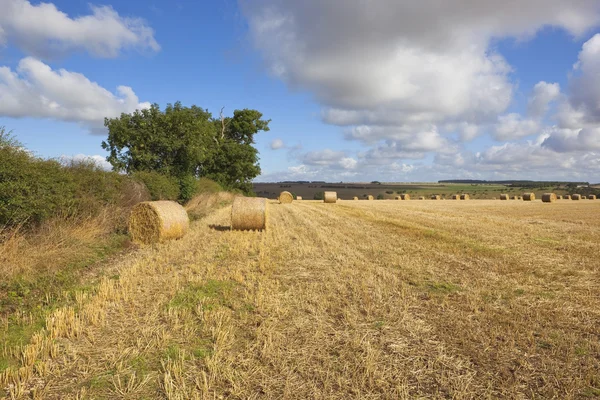 Round bales in autumn — Stock Photo, Image