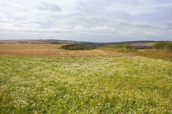 Mais-Kamille — Stockfoto