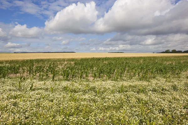 Mayweed maize and wheat — Stock Photo, Image