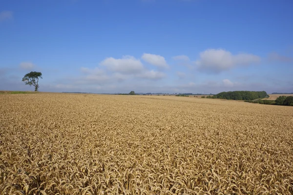 Baum mit Weizenfeld — Stockfoto