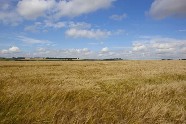 Ripening barley — Stock Photo, Image