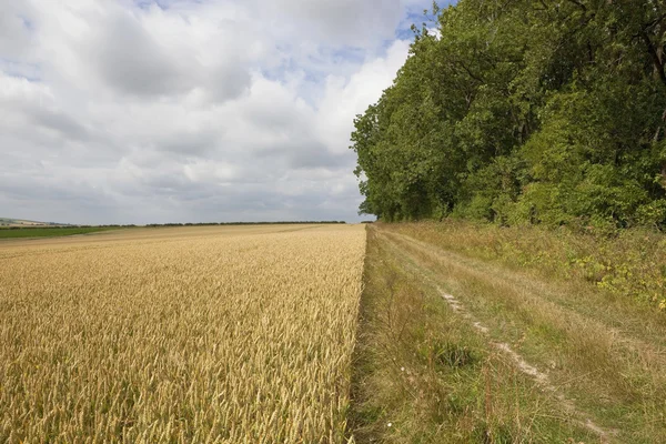 Farma trať s pšenice — Stock fotografie