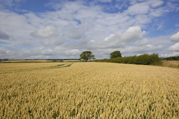 Agricultural scenery — Stock Photo, Image