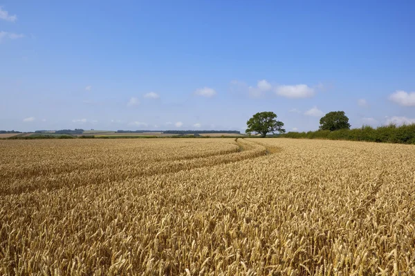 熟した小麦畑成熟的小麦字段 — ストック写真