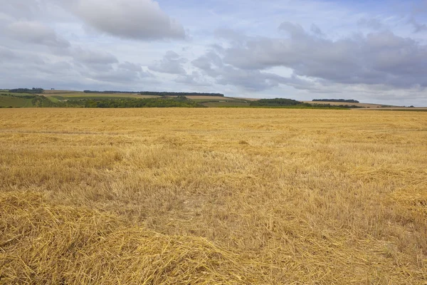 Harvest scenery — Stock Photo, Image