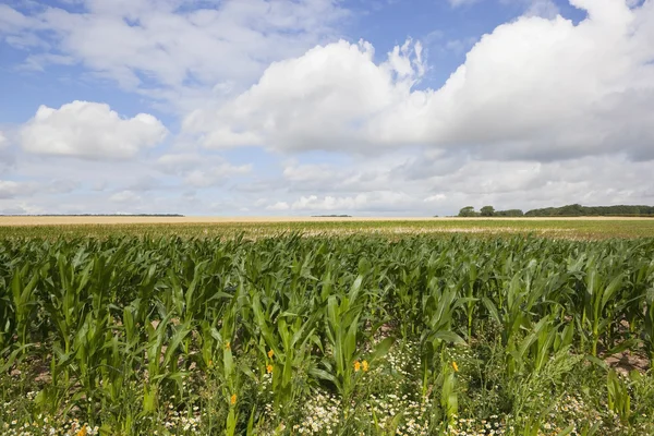 Maize landscape — Stock Photo, Image