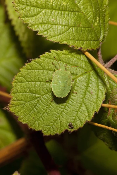 Grüner Schildkrötenkäfer auf Brombeeren — Stockfoto