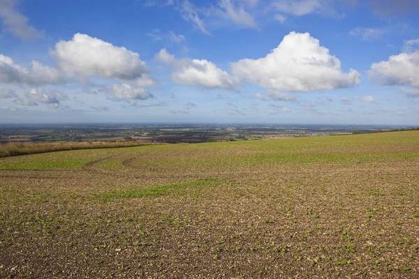 Jonge canola zaailingen — Stockfoto