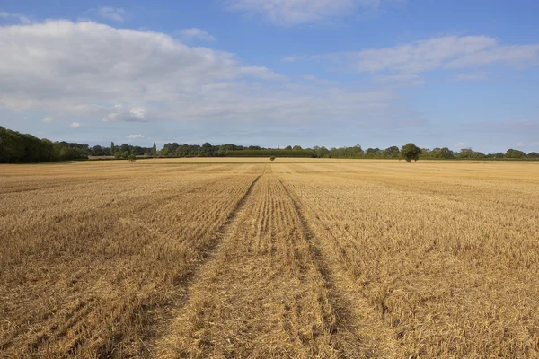 Hasat edilen buğday tarlası — Stok fotoğraf