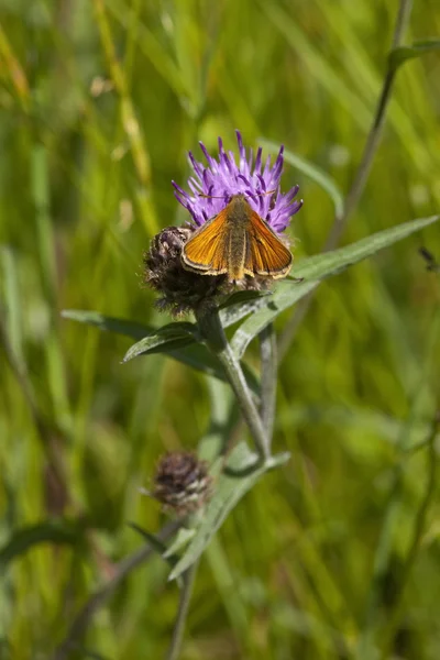 小さなスキッパーの蝶 — ストック写真