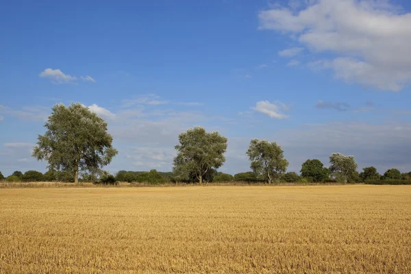 Weiße Pappeln und goldene Stoppeln — Stockfoto