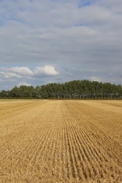 Poplar trees with golden stubble — Stock Photo, Image