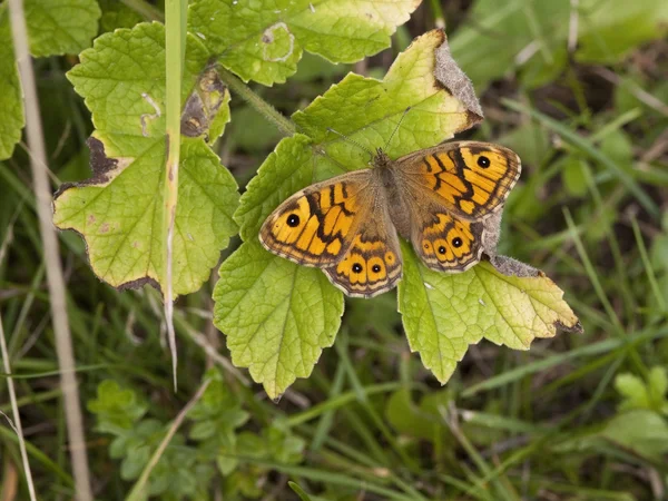 Borboleta marrom de parede — Fotografia de Stock