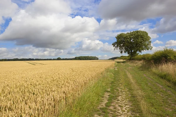 Sommaren vete fält — Stockfoto