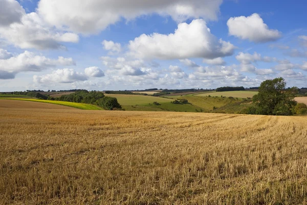 Paisaje agrícola inglés —  Fotos de Stock