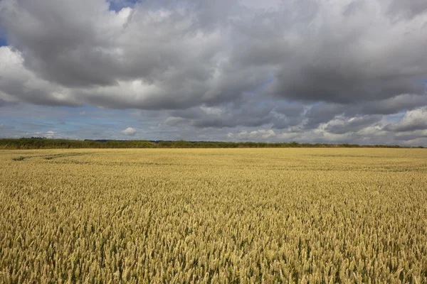 Golden wheat field — Stock Photo, Image