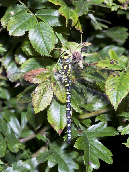 Dragonfly on hawthorn — Stock Photo, Image