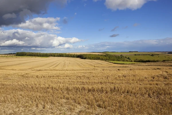 Paisaje de cosecha — Foto de Stock